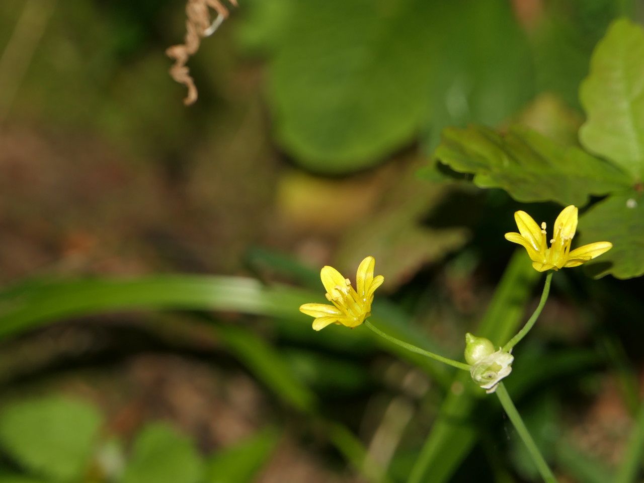 Allium scorzonerifolium flower