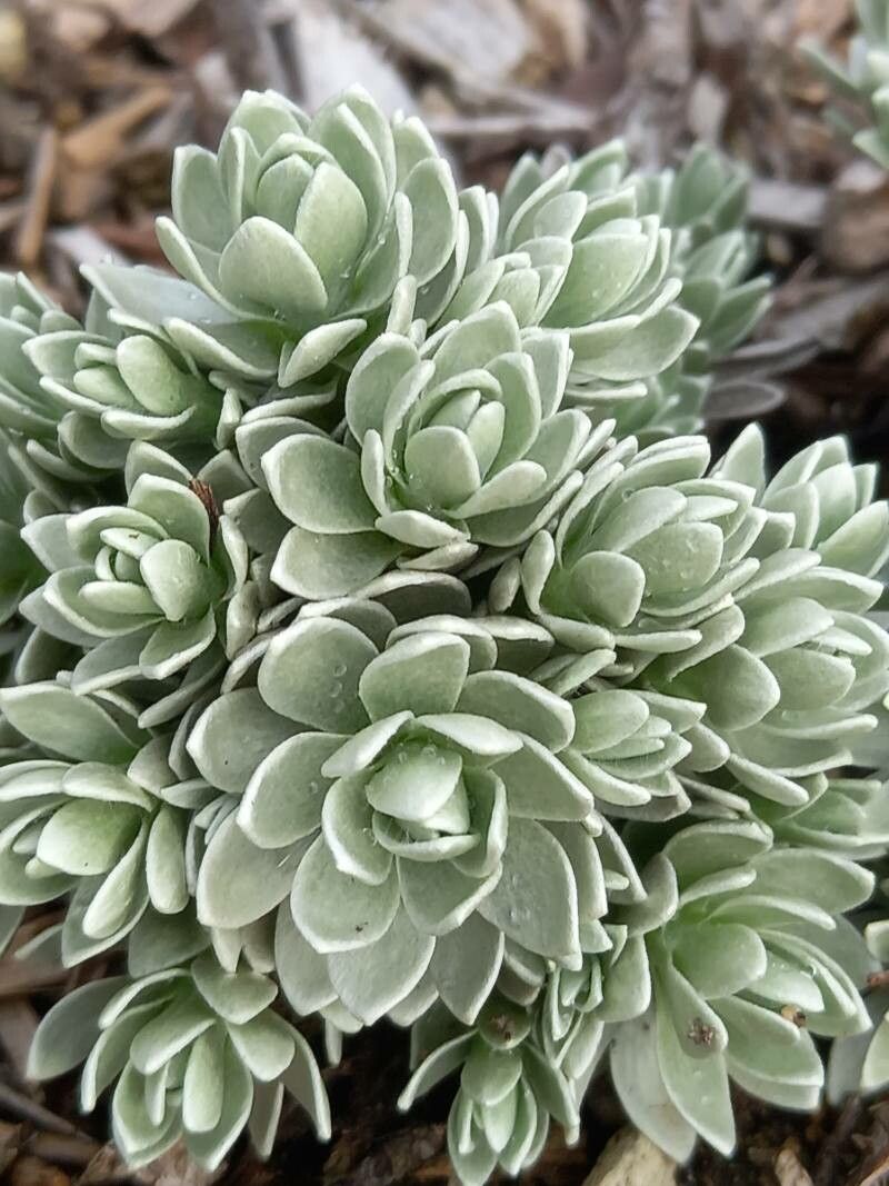 Leucogenes leontopodium — search result for 'Leontopodium'