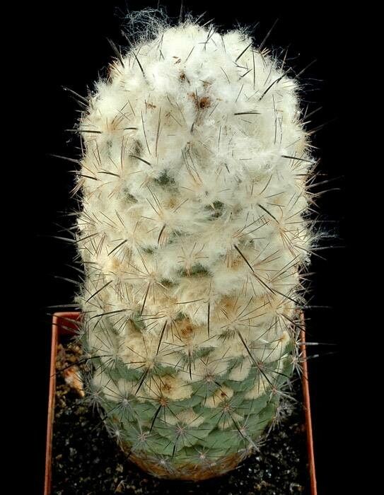 Coryphantha durangensis habit