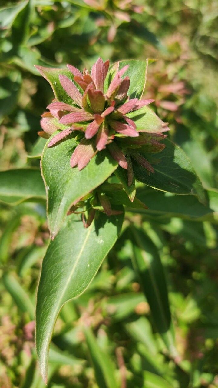 Abelia mosanensis fruit