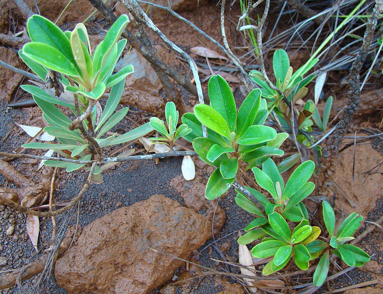 Hibbertia favieri habit
