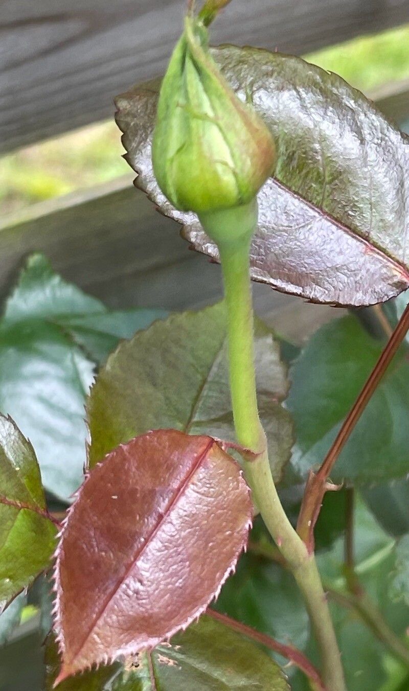 Rosa × odorata fruit