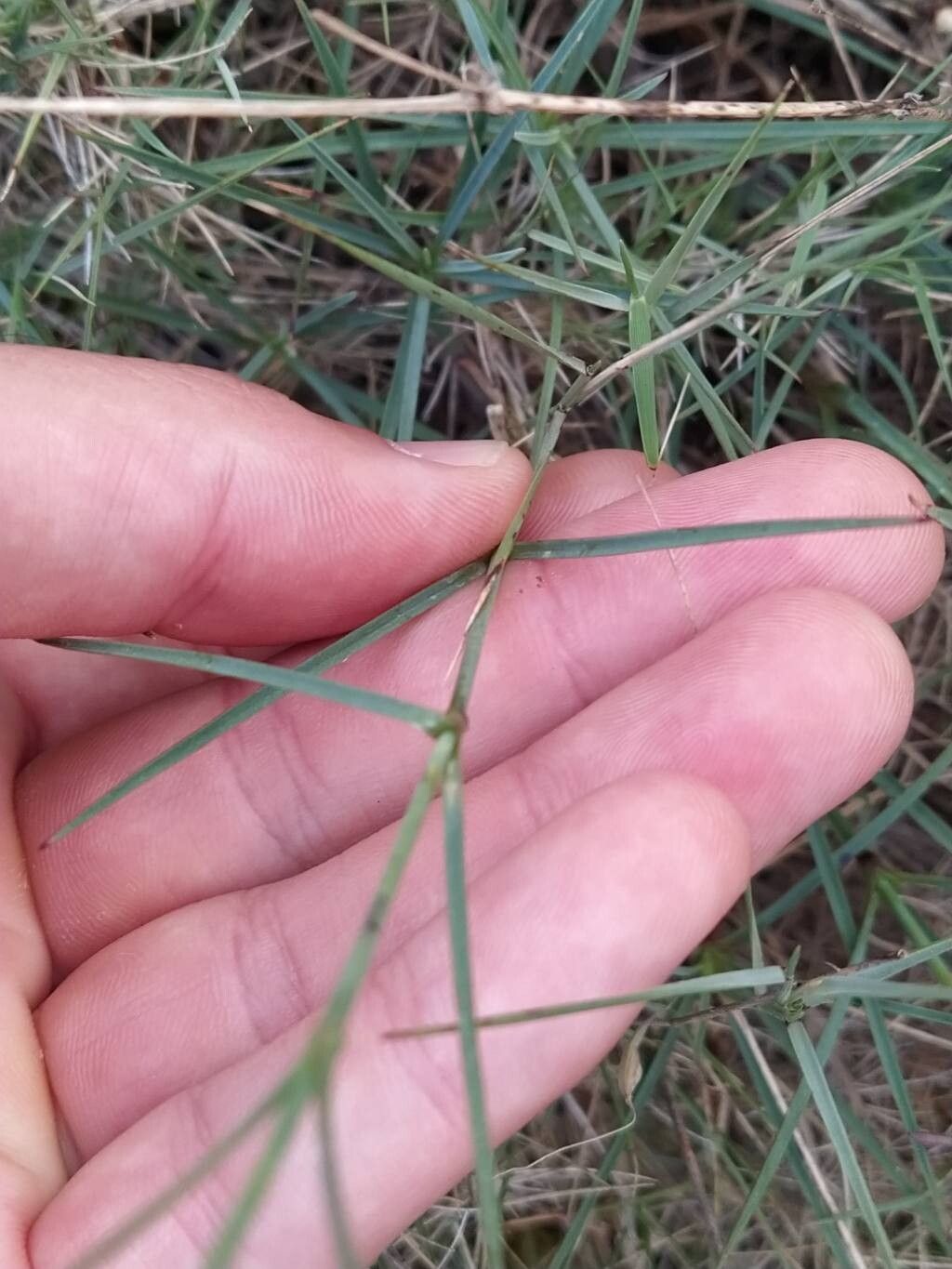 Dianthus multiceps — houseplant care guide