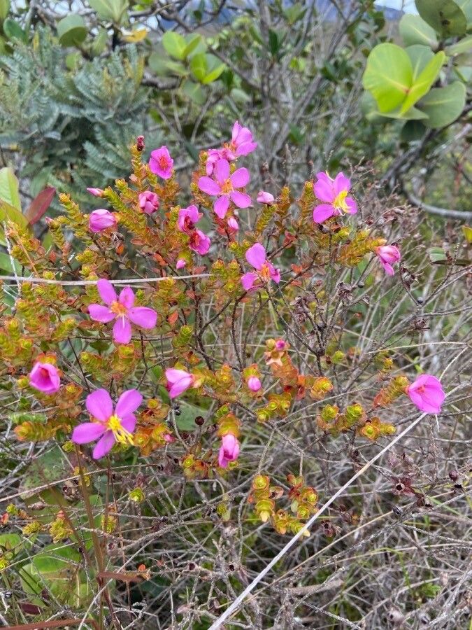 Bauera rubioides flower