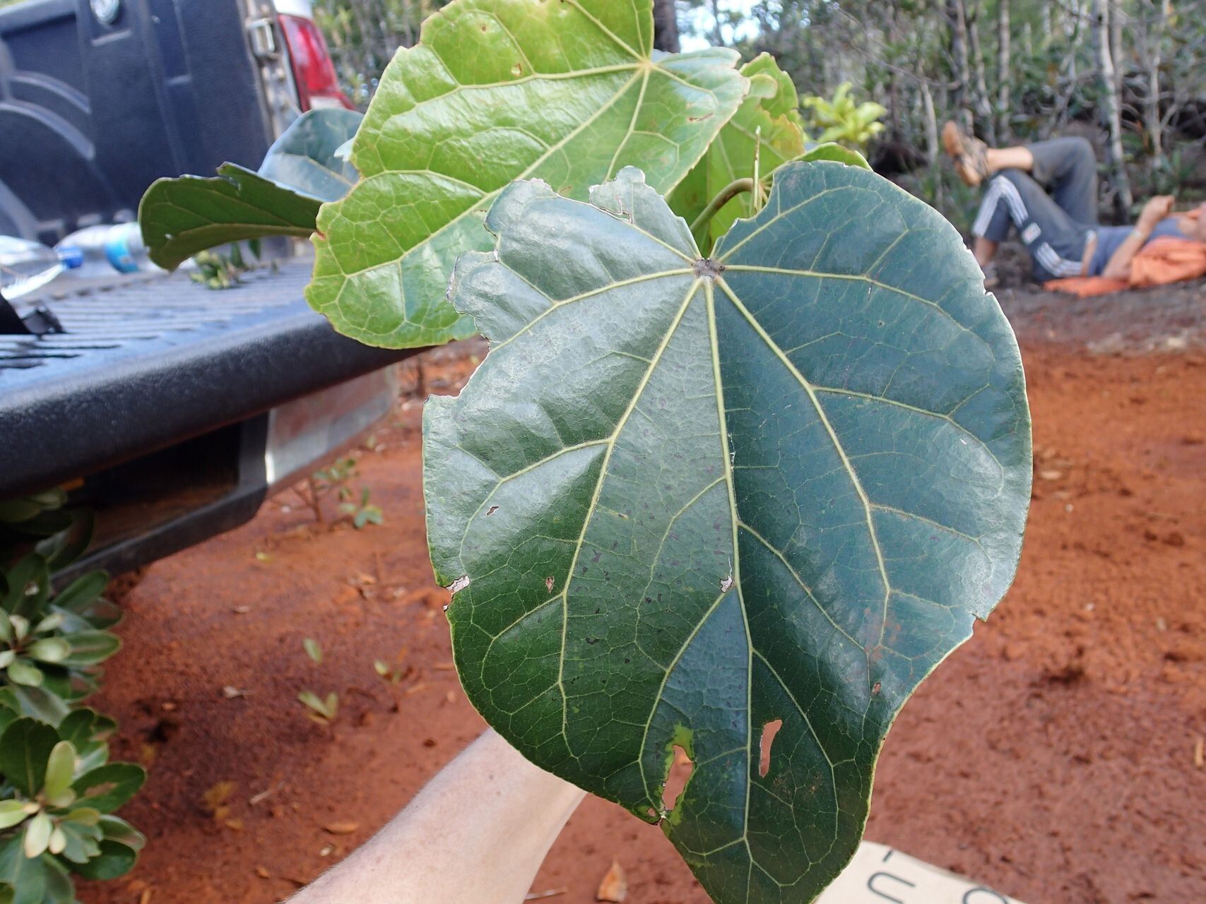 Acropogon dzumacensis leaf