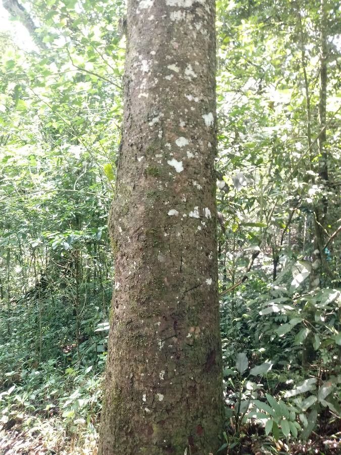 Anacardium excelsum bark