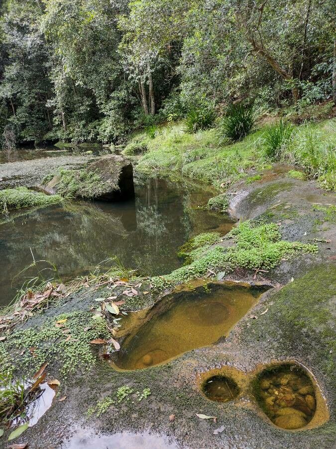 Hydrocotyle tripartita habit