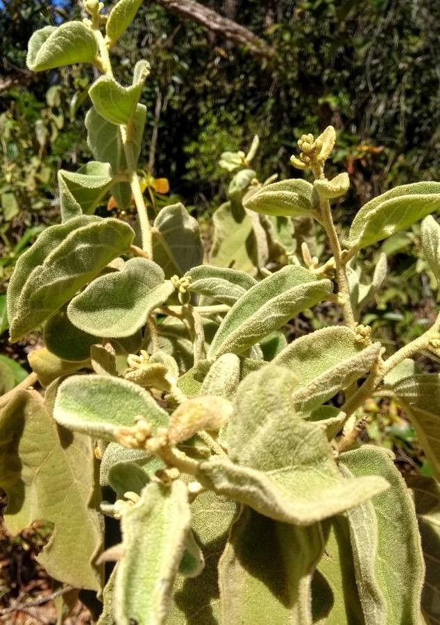 Croton capitatus — maintenance medium houseplant