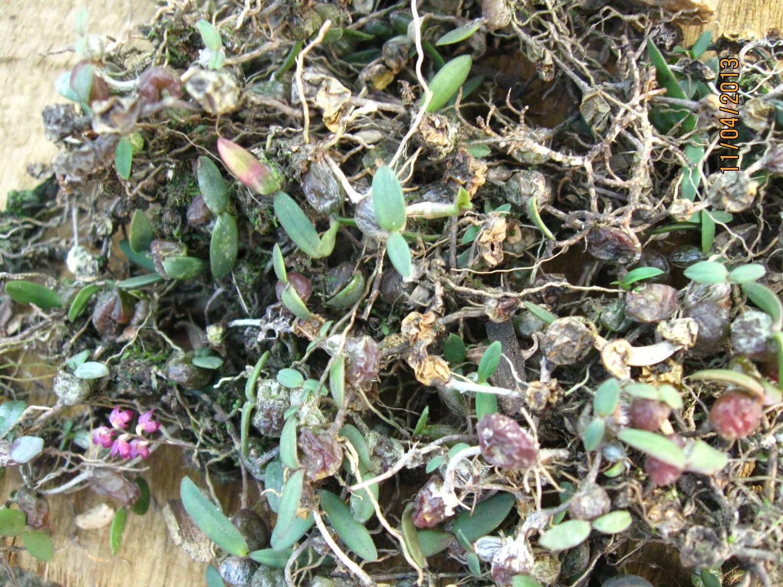 Bulbophyllum sanfordii habit