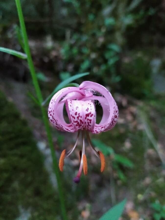 Lilium martagon flower