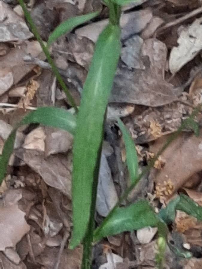 Campanula rapunculus — search result for 'Campanulaceae'