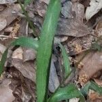 Campanula rapunculus