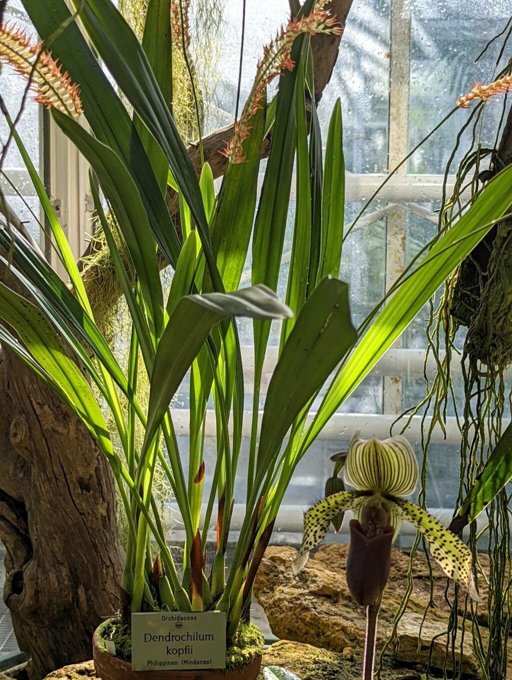 Dendrochilum kopfii habit