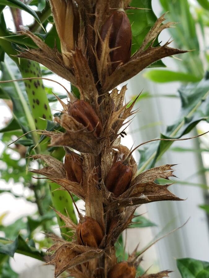 Acanthus montanus fruit