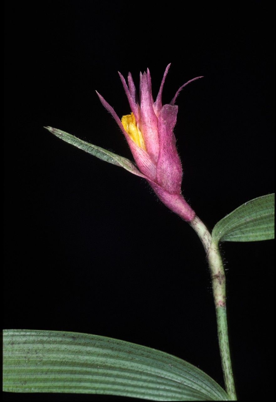 Elleanthus caravata flower