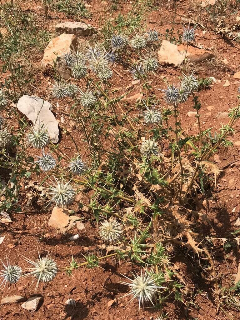 Echinops ceratophorus other