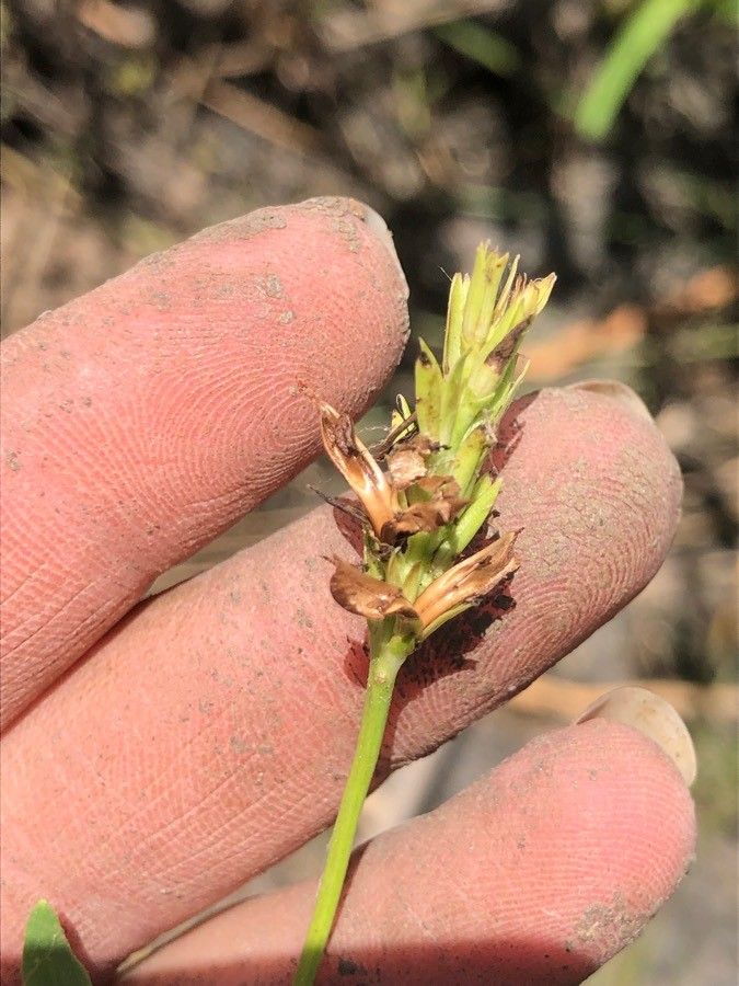 Justicia americana fruit