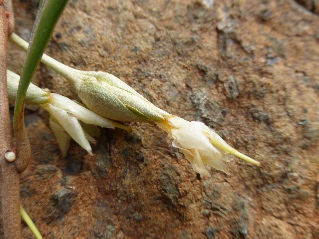 Planchonella rheophytopsis — houseplant care guide