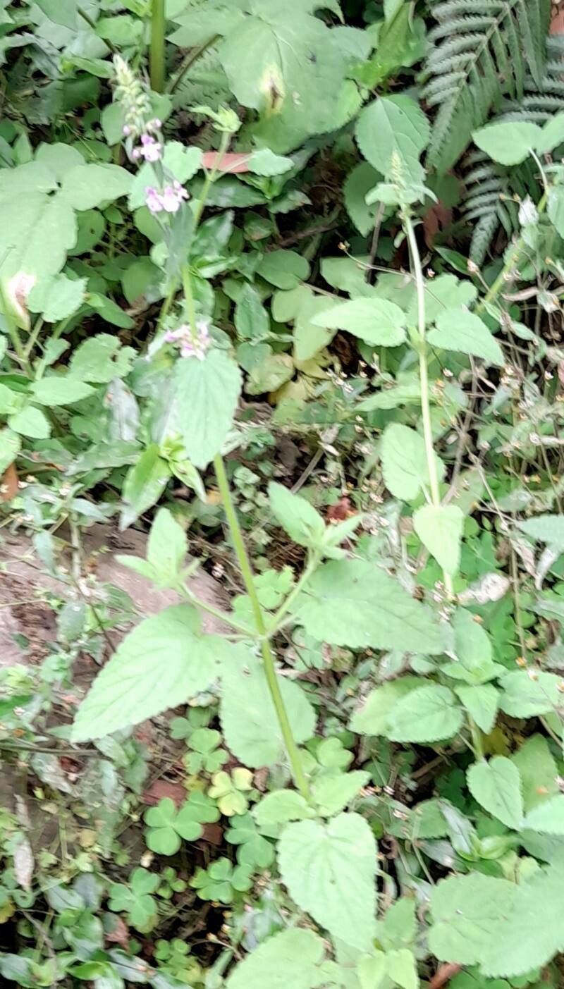 Stachys gilliesii habit
