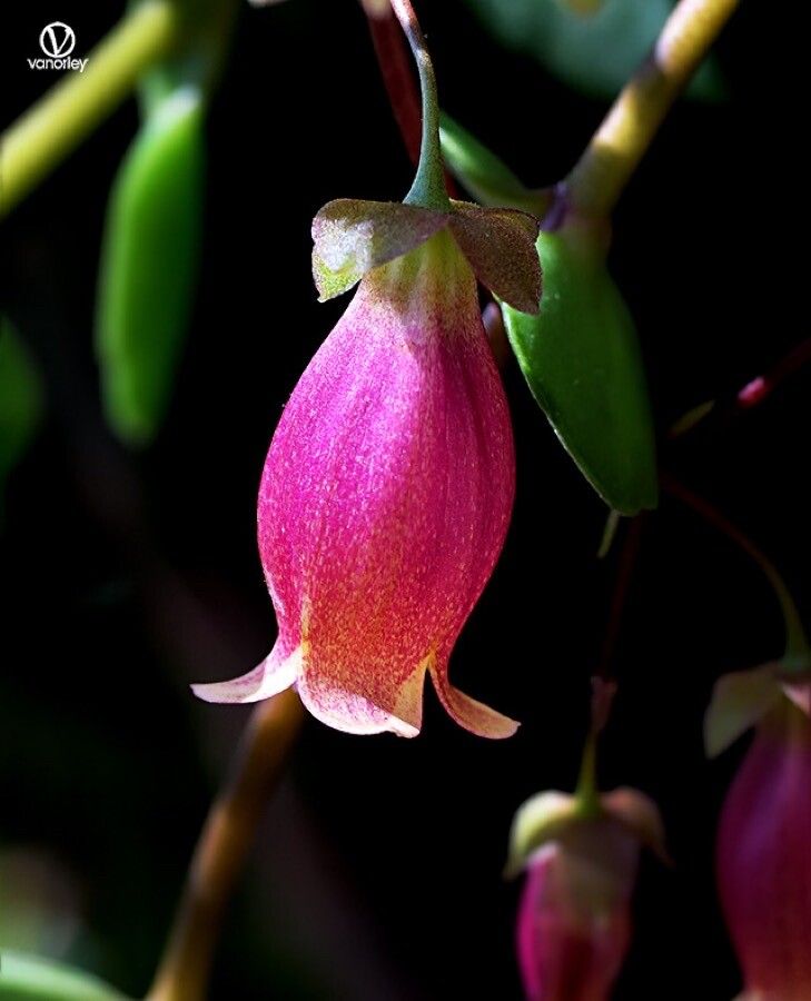 Kalanchoe uniflora flower