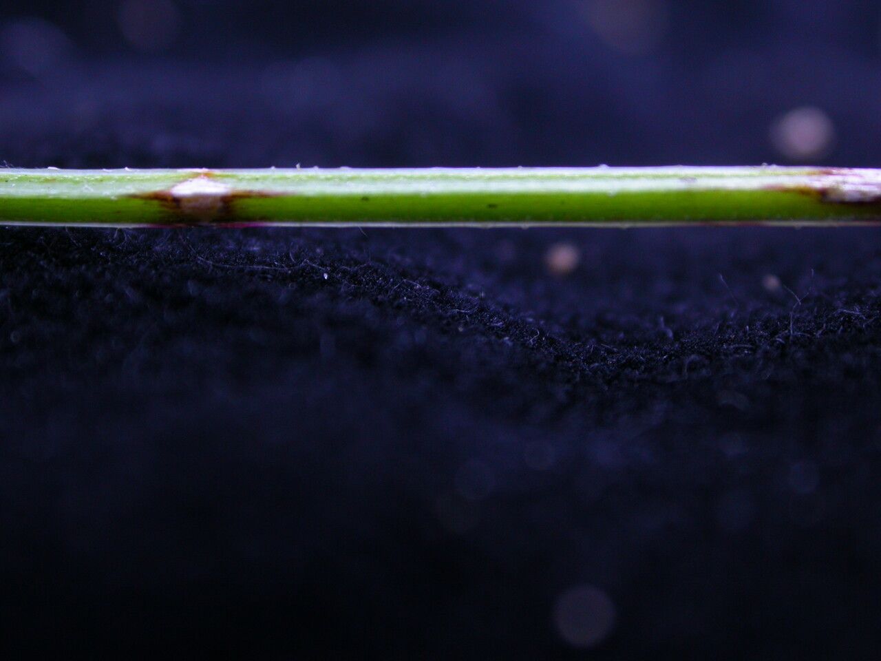 Galium hirtiflorum bark