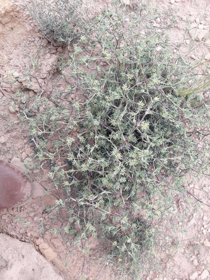 Gymnocarpos decander flower