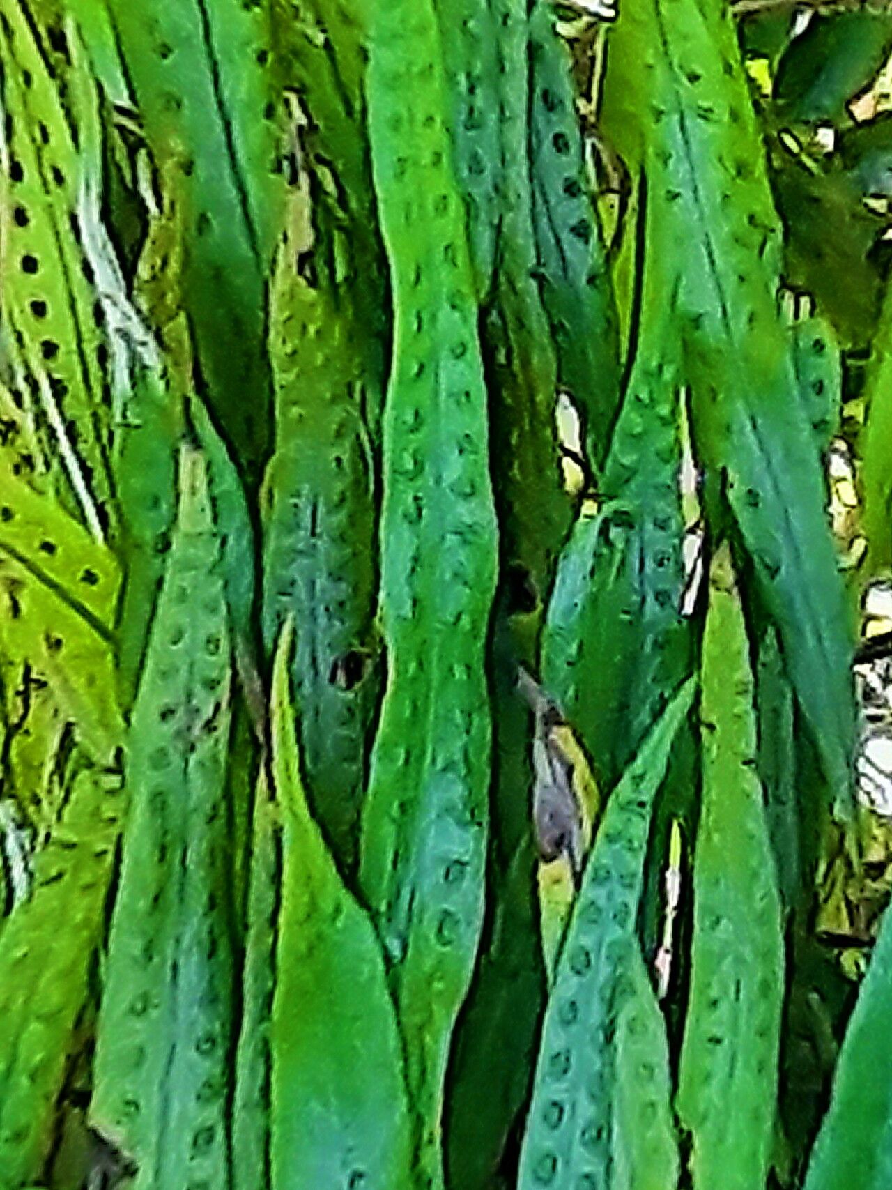 Microgramma percussa — houseplant care guide