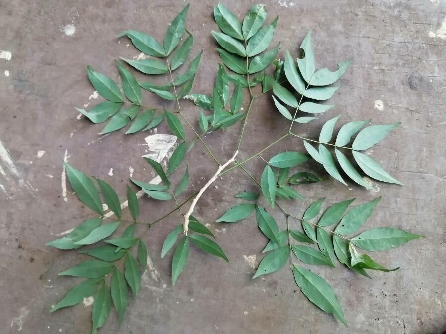 Albizia adinocephala