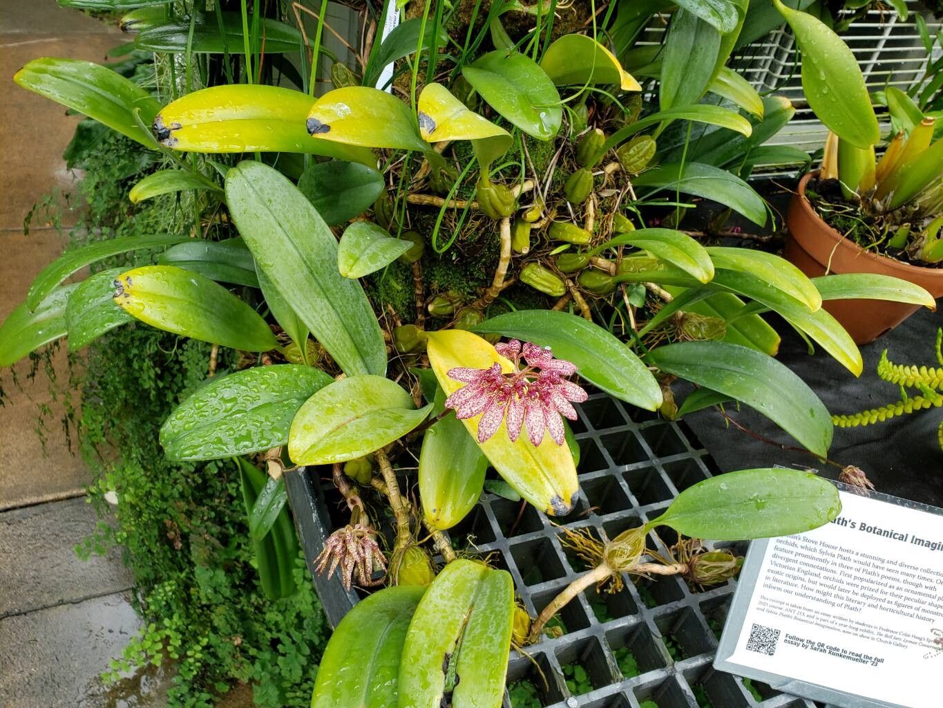 Bulbophyllum mastersianum habit