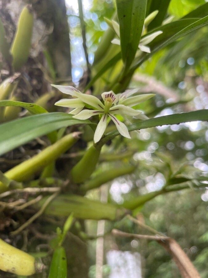 Prosthechea abbreviata — related species from the same genus