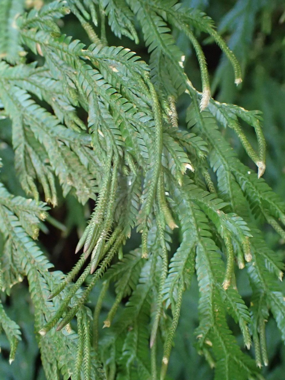 Selaginella distachya fruit