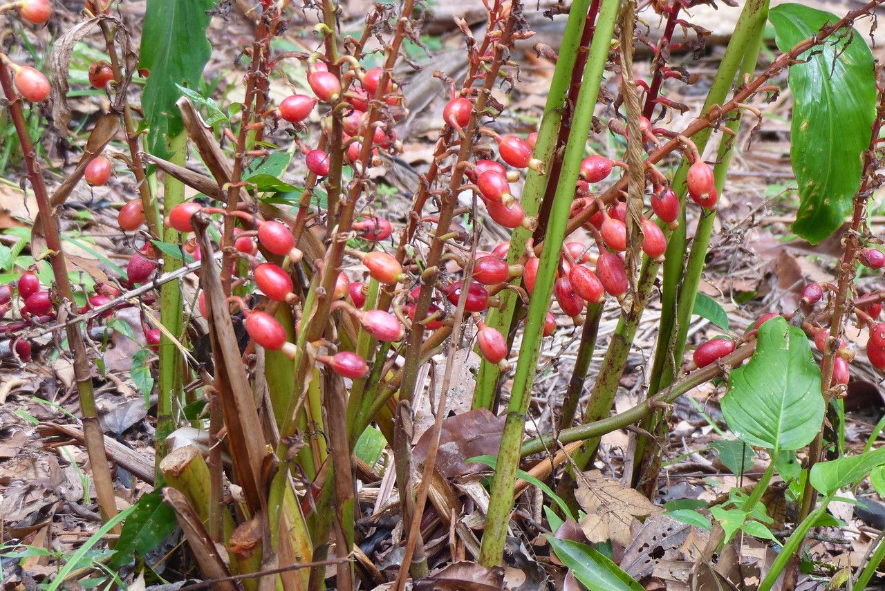 Renealmia alpinia fruit