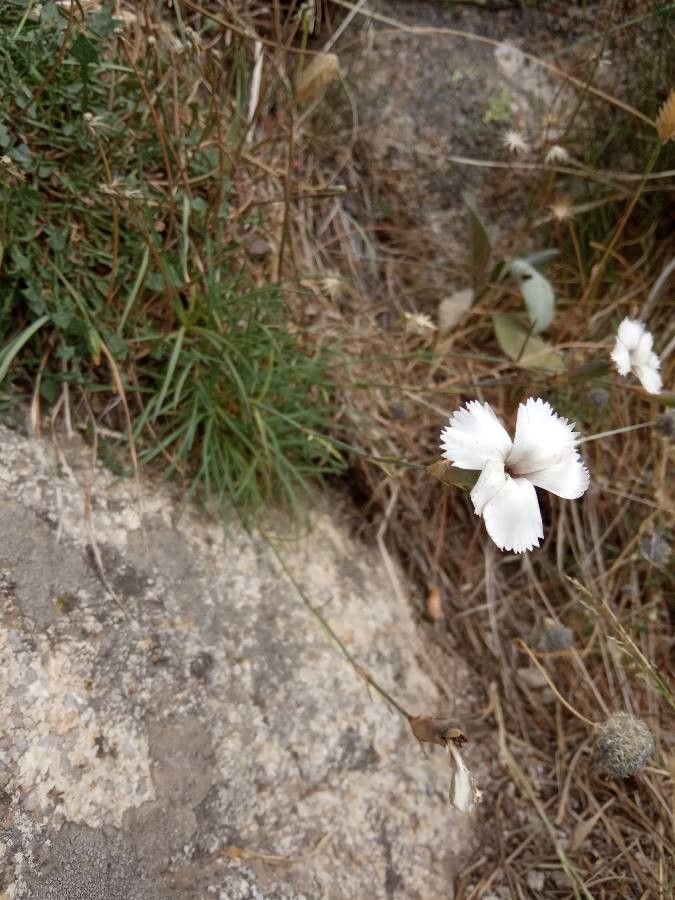 Dianthus arrosti habit