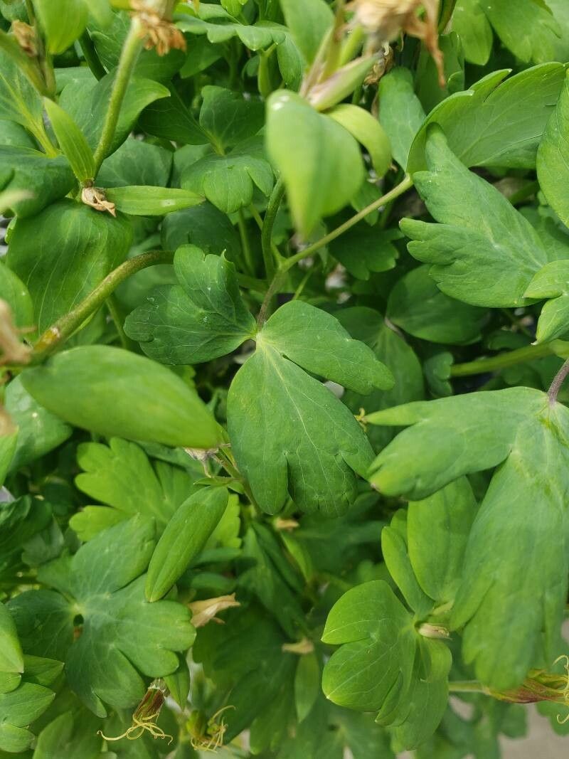 Aquilegia saximontana