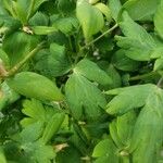 Aquilegia saximontana