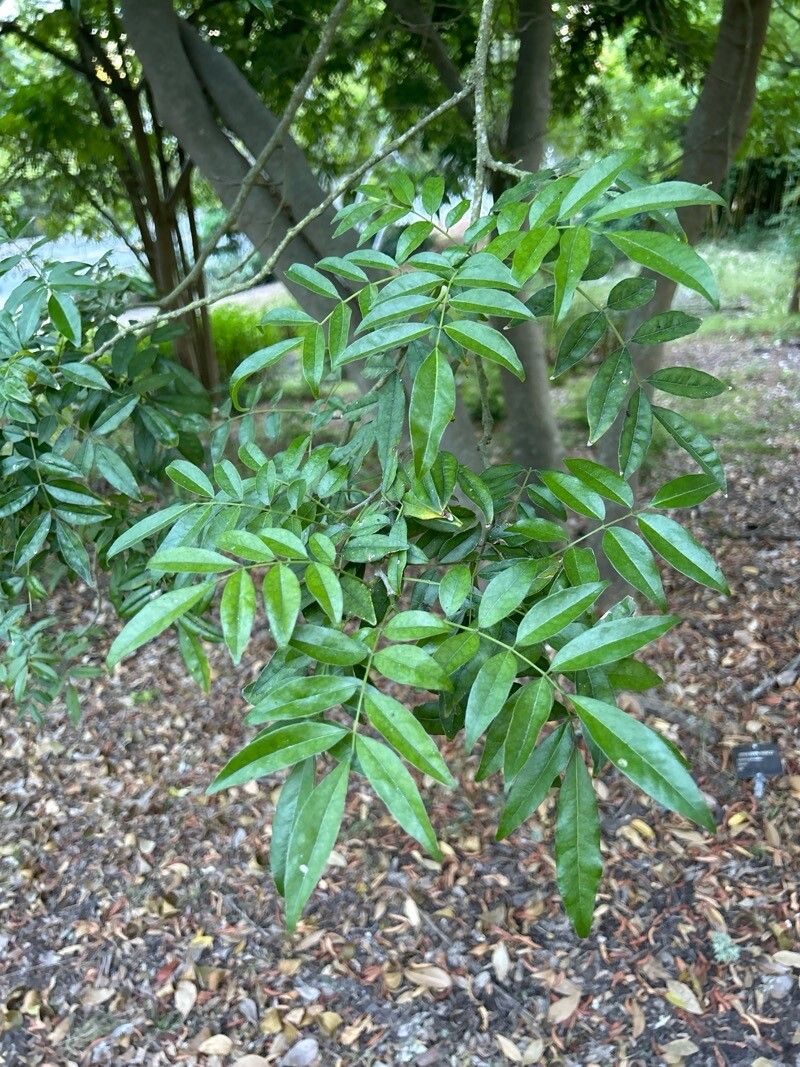 Indigofera gerrardiana — search result for 'Indigofera'