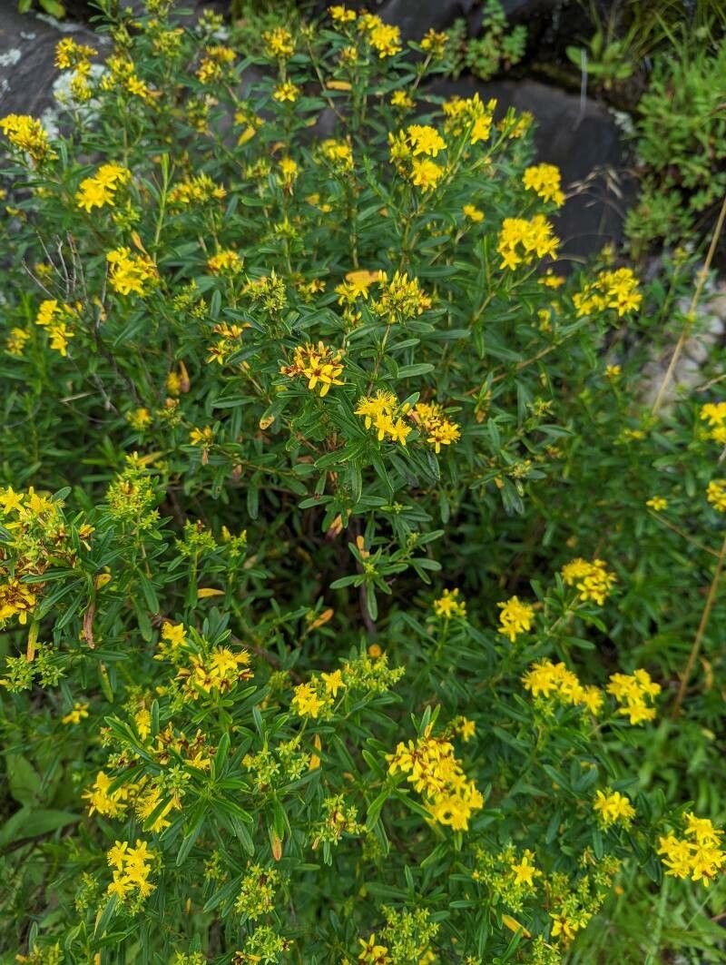 Hypericum densiflorum flower