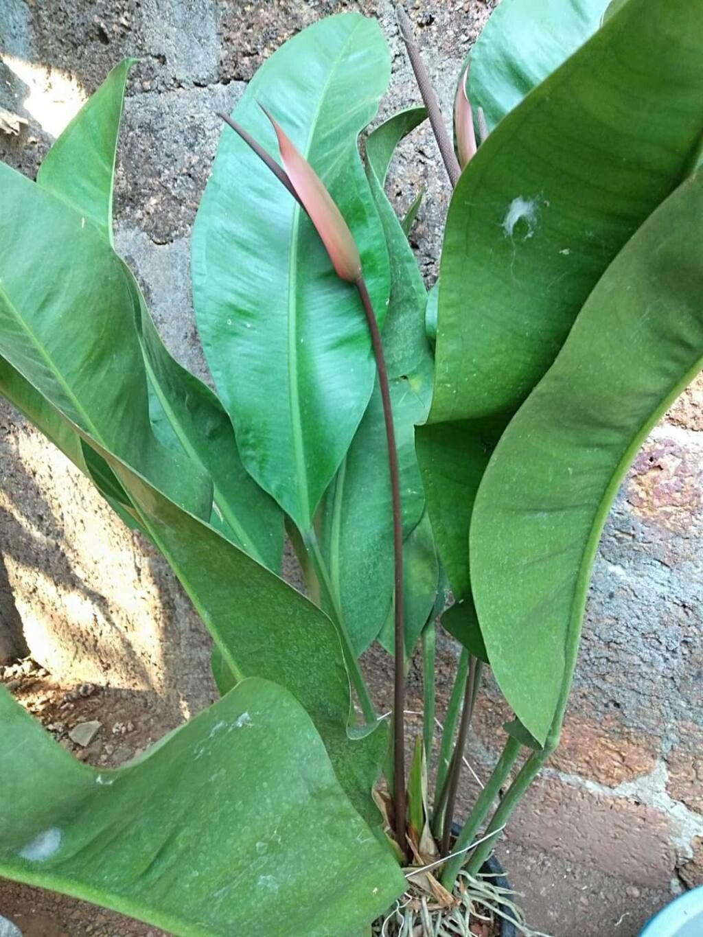 Anthurium coriaceum — houseplant care guide