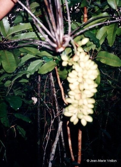 Acropogon schefflerifolius — houseplant care guide