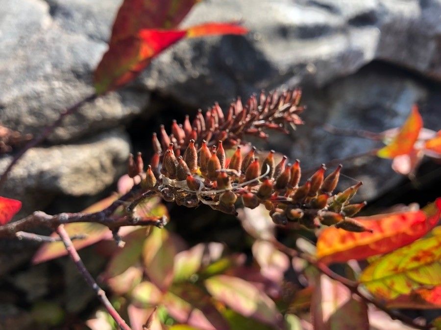 Itea virginica fruit
