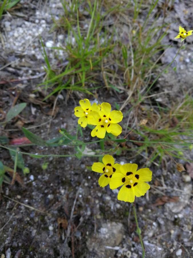 Tuberaria guttata flower