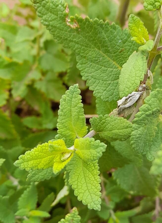 Salvia cuspidata — search result for 'Peru to Bolivia'
