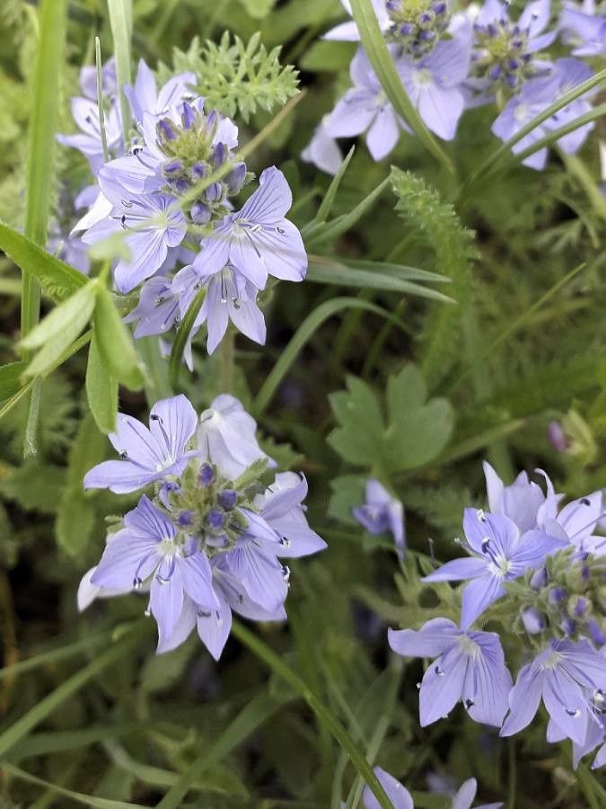 Veronica teucrium flower