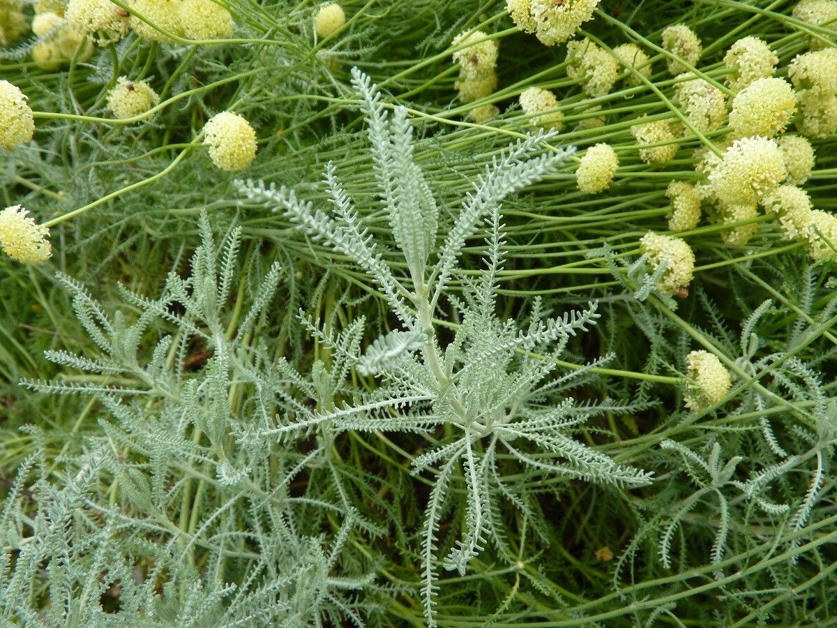 Santolina etrusca — search result for 'Santolina'