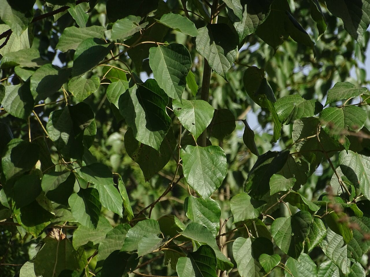 Gmelina arborea leaf