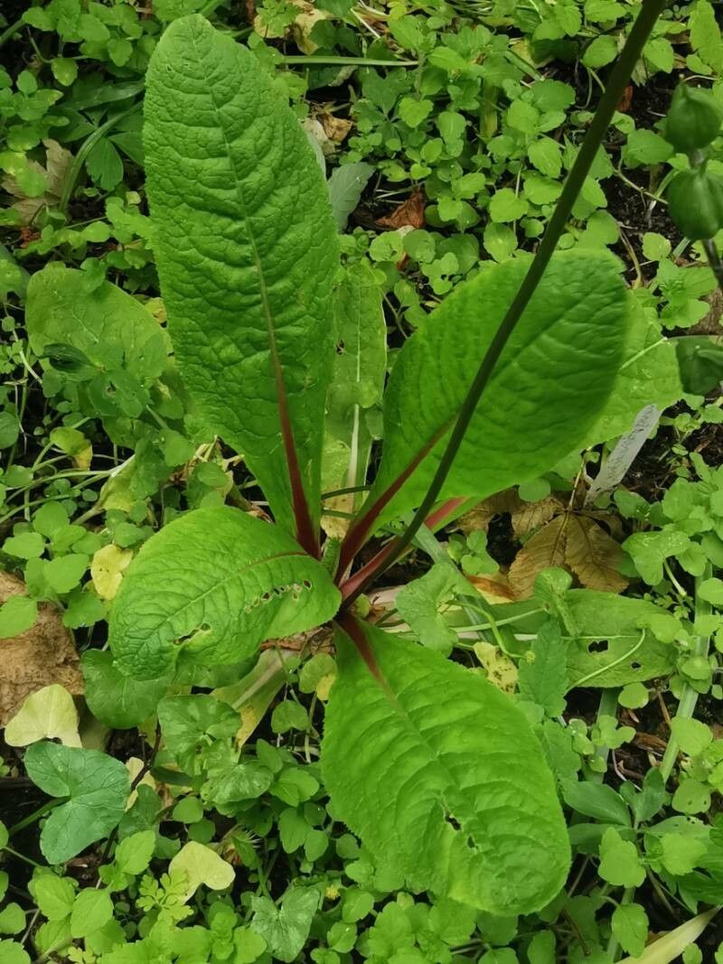 Primula bulleyana leaf