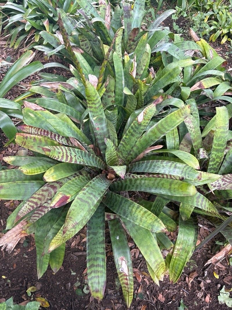 Lutheria glutinosa — related species from the same genus