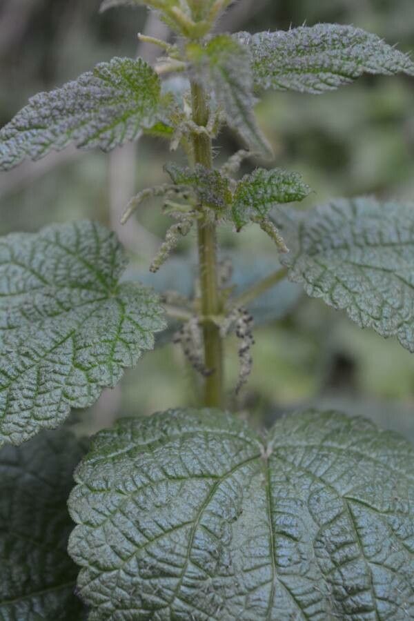 Urtica morifolia flower