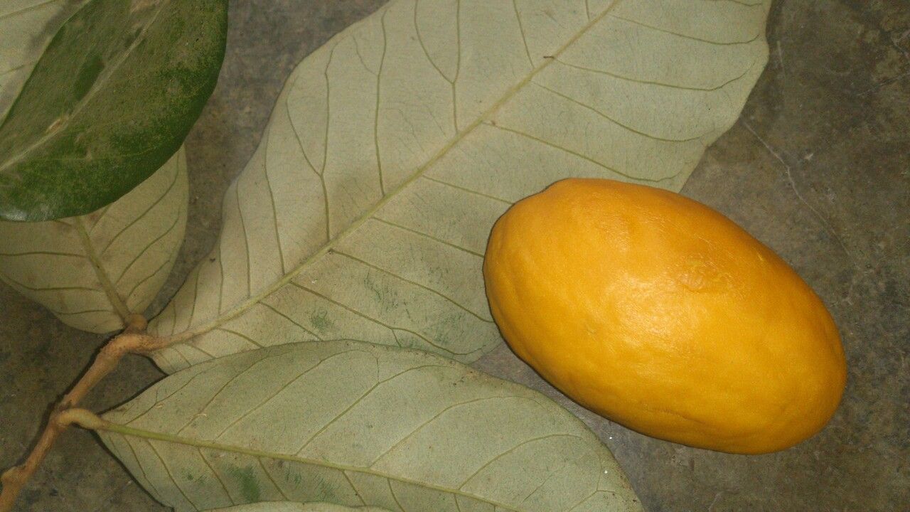 Couepia polyandra — search result for 'Chrysobalanaceae'