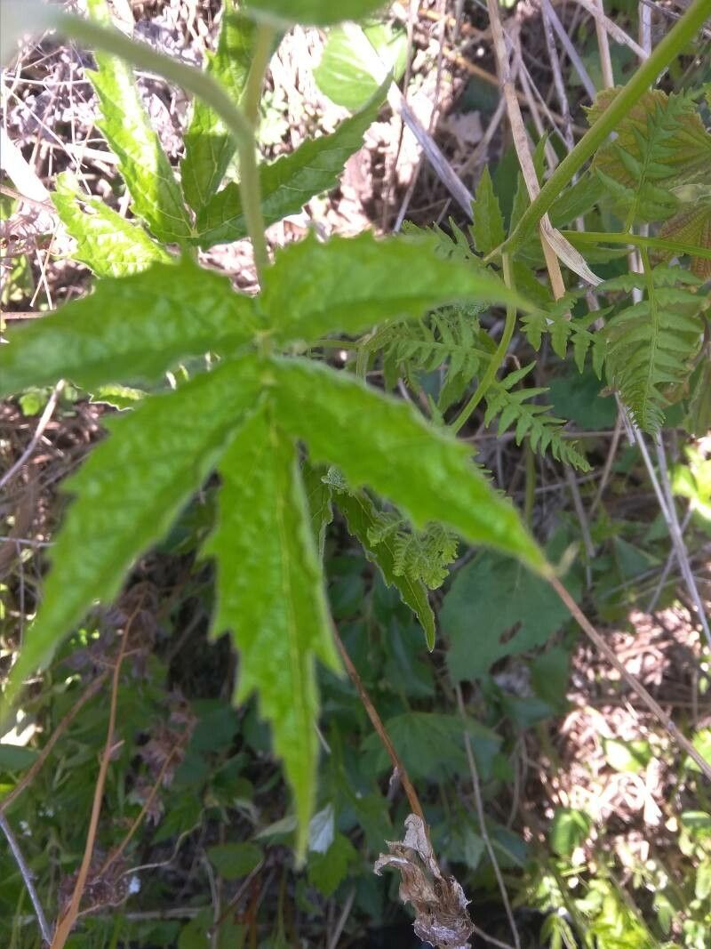 Cardamine leucantha leaf